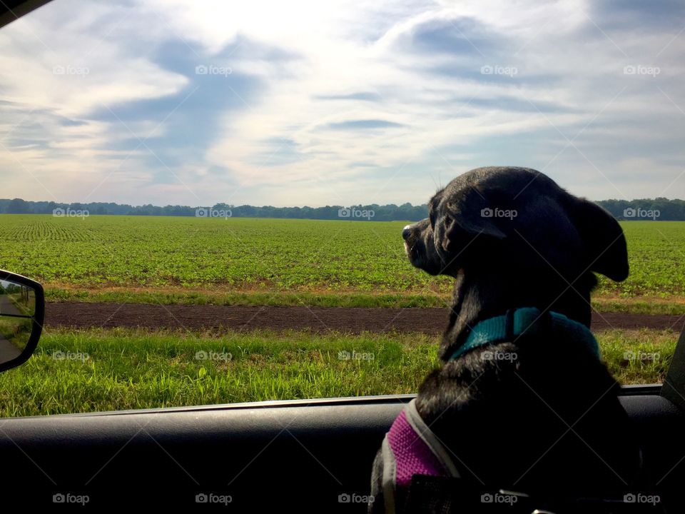 Going for a car ride