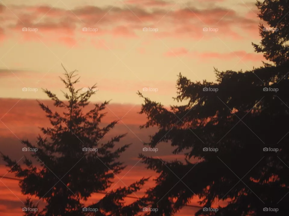 Dawn