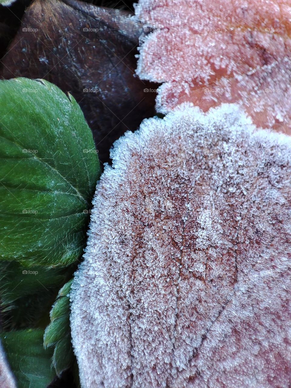 frozen leaves