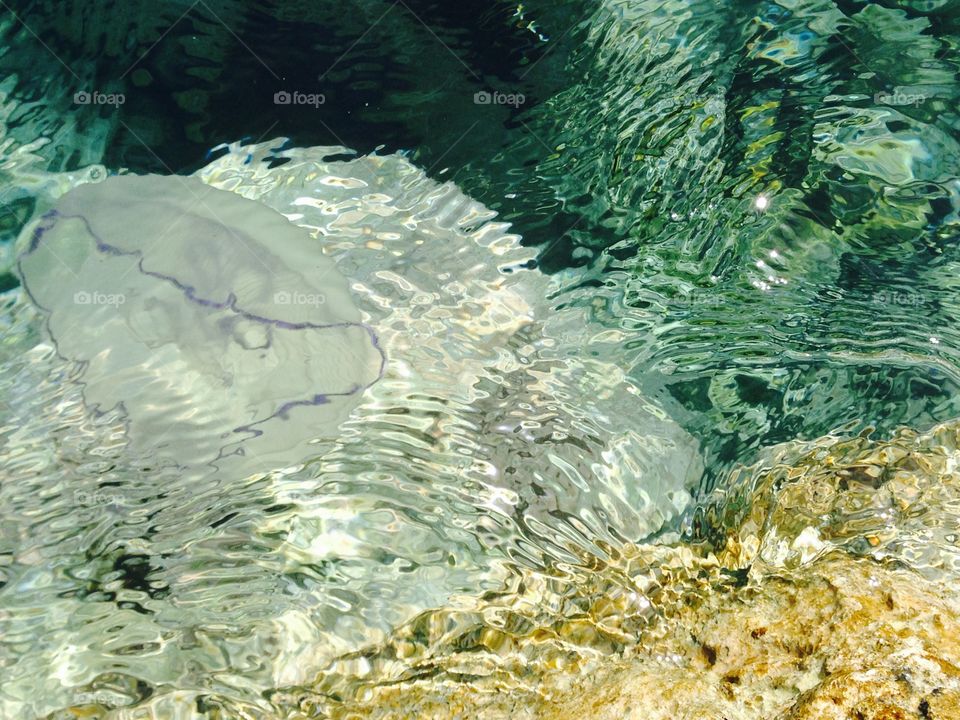 Jellyfish swimming in the CL ear ocean water. 