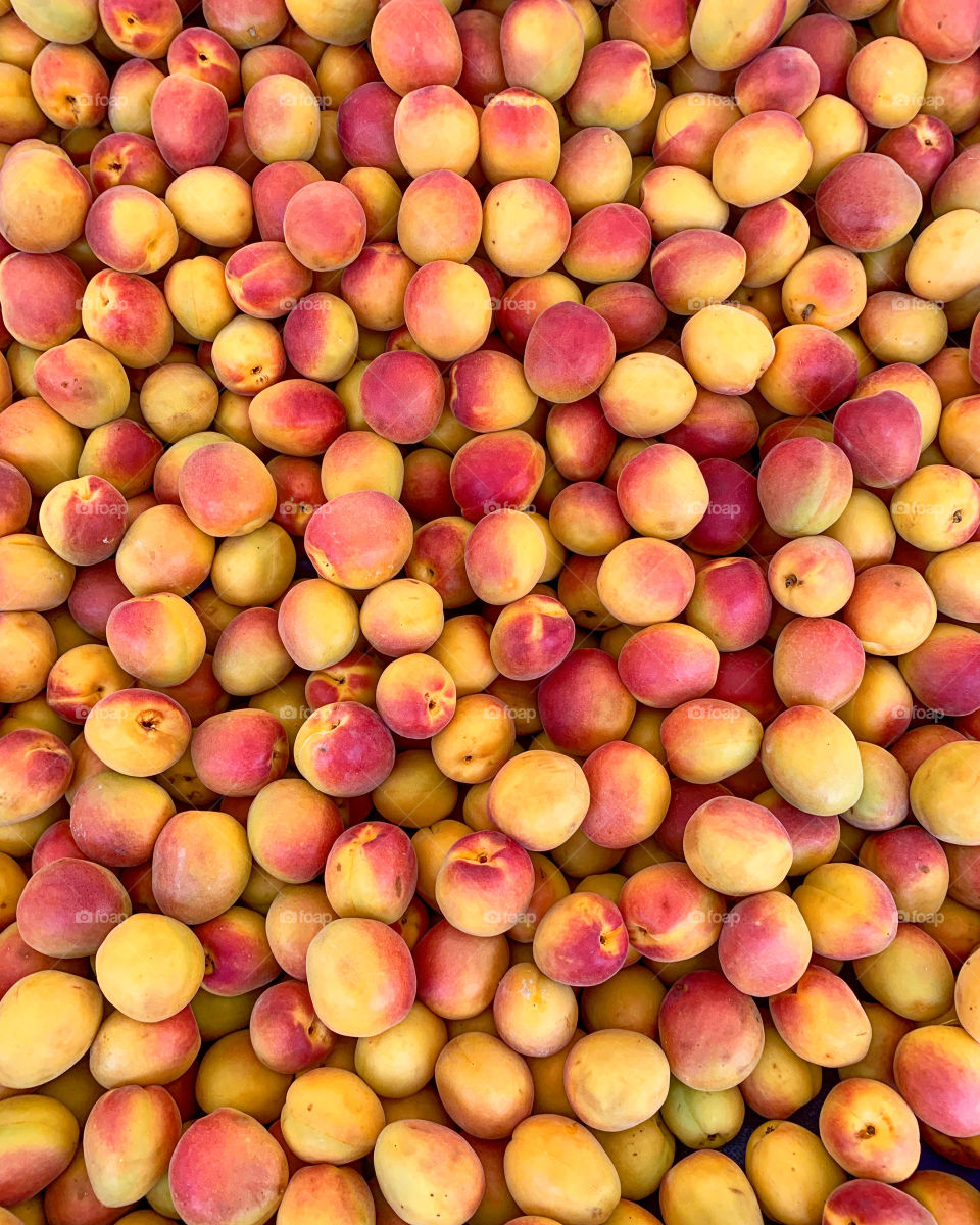 Apricot