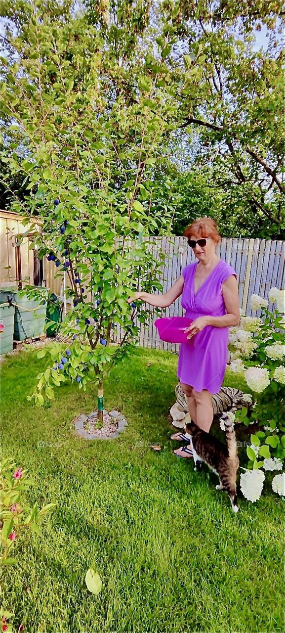 It’s harvesting time in the garden of the beautiful one story house in “Lower Bavaria”, Germany and our lady friend is picking plump juicy plums off the still minuscule trees whose branches are breaking full with fruit. 2024. Hypnotic Productions