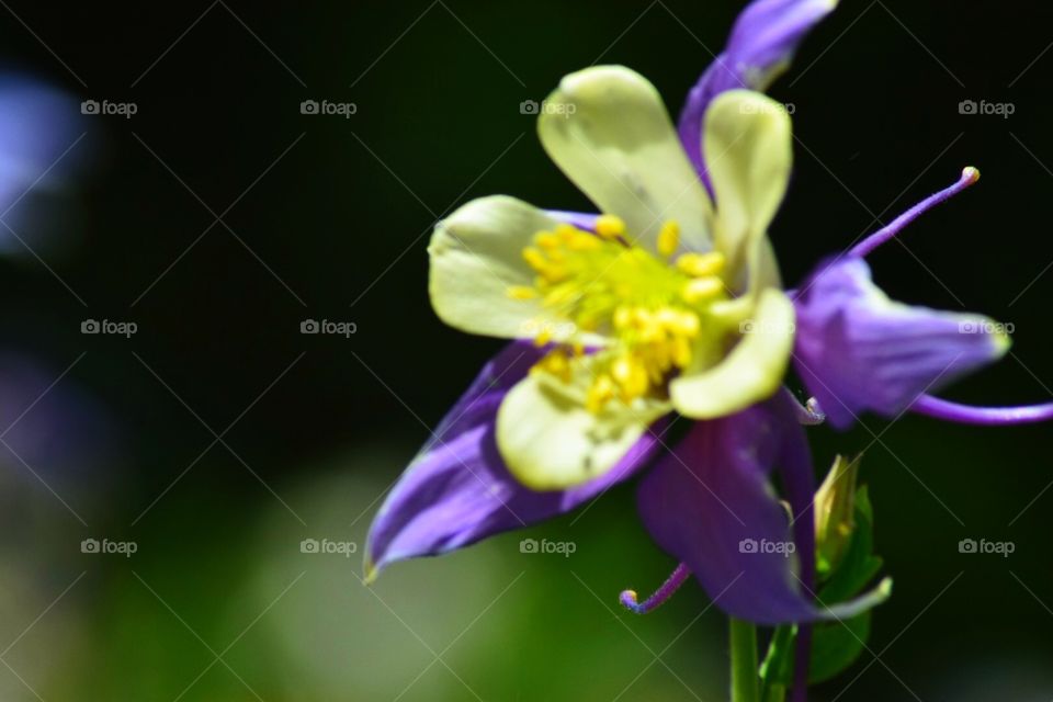 Columbines