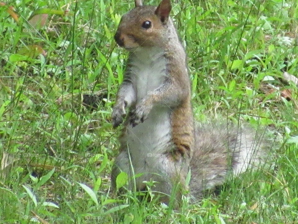 Grey Squirrel