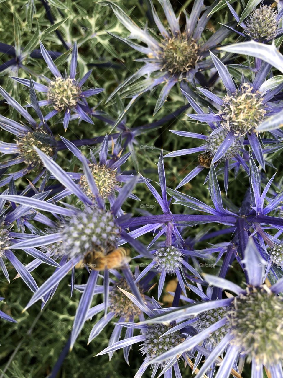 This carpet of purple bloom, is also providing feed for a very happy wasp, as shown, bottom left of the picture.