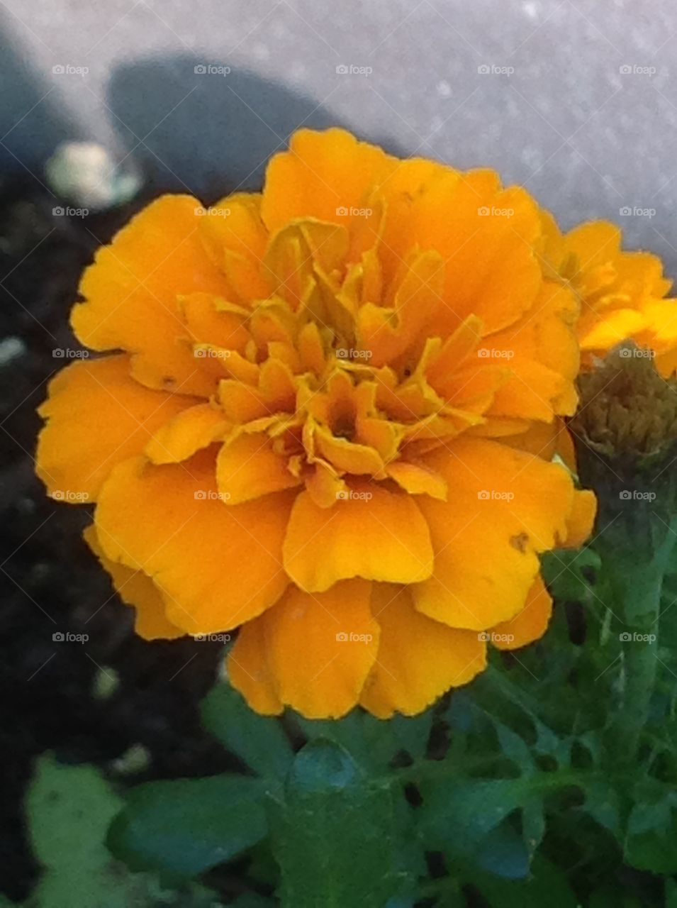 A beautiful orange marigold flower.