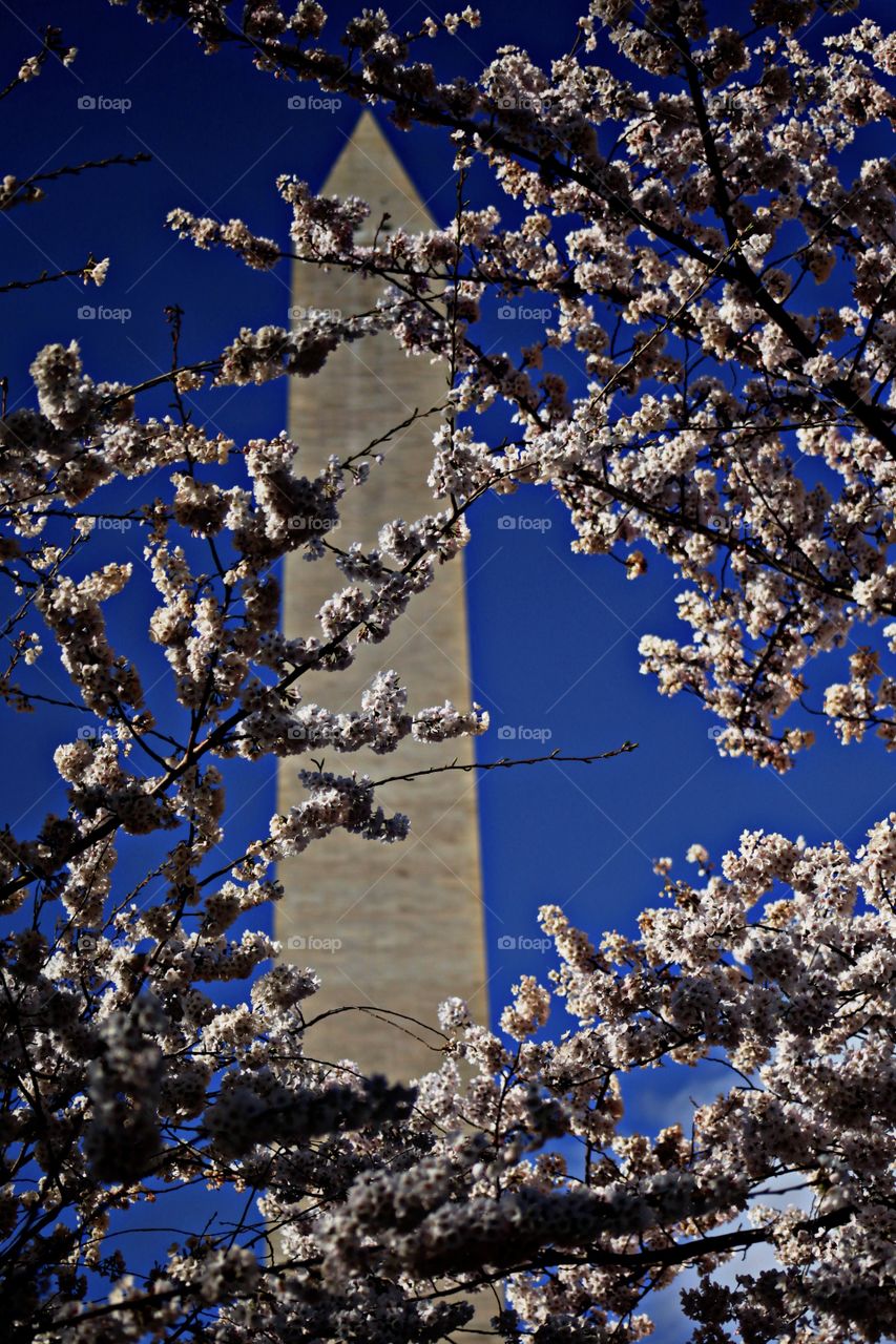 Washington Monument cherry blossoms