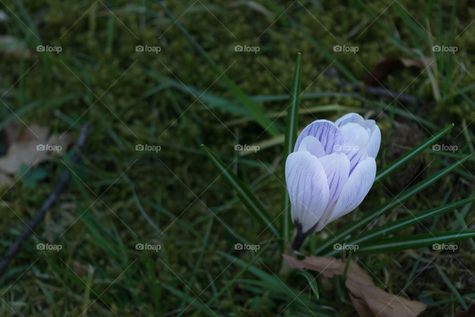 Delicate crocus