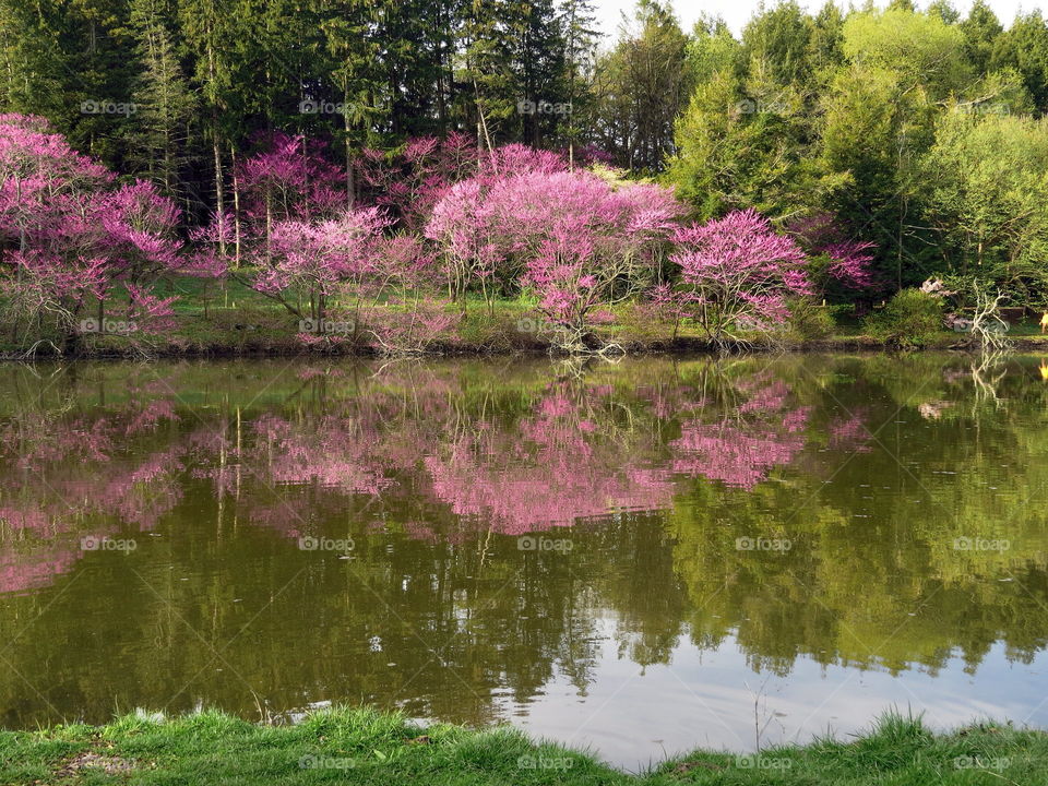 Redbud reflections