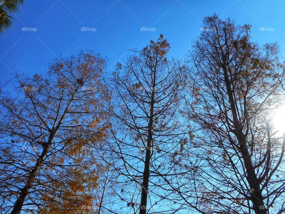 Three tall trees grow high in the sky in Central Florida. Photo is taken from below.