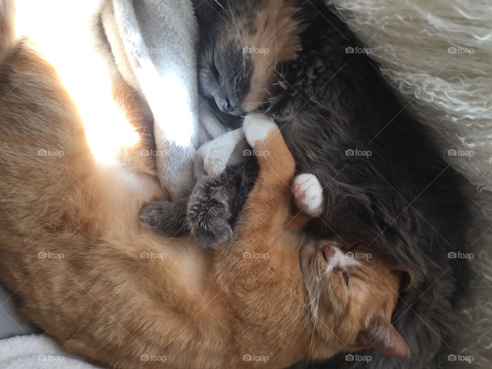 Cute, Mammal, Pet, Animal, Portrait