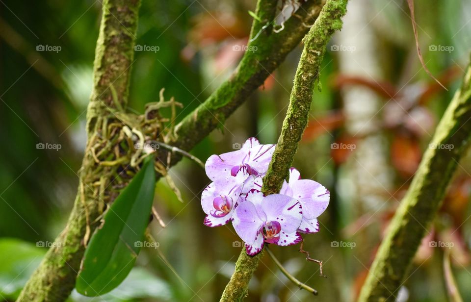 Beautiful orchid in the rainforest 