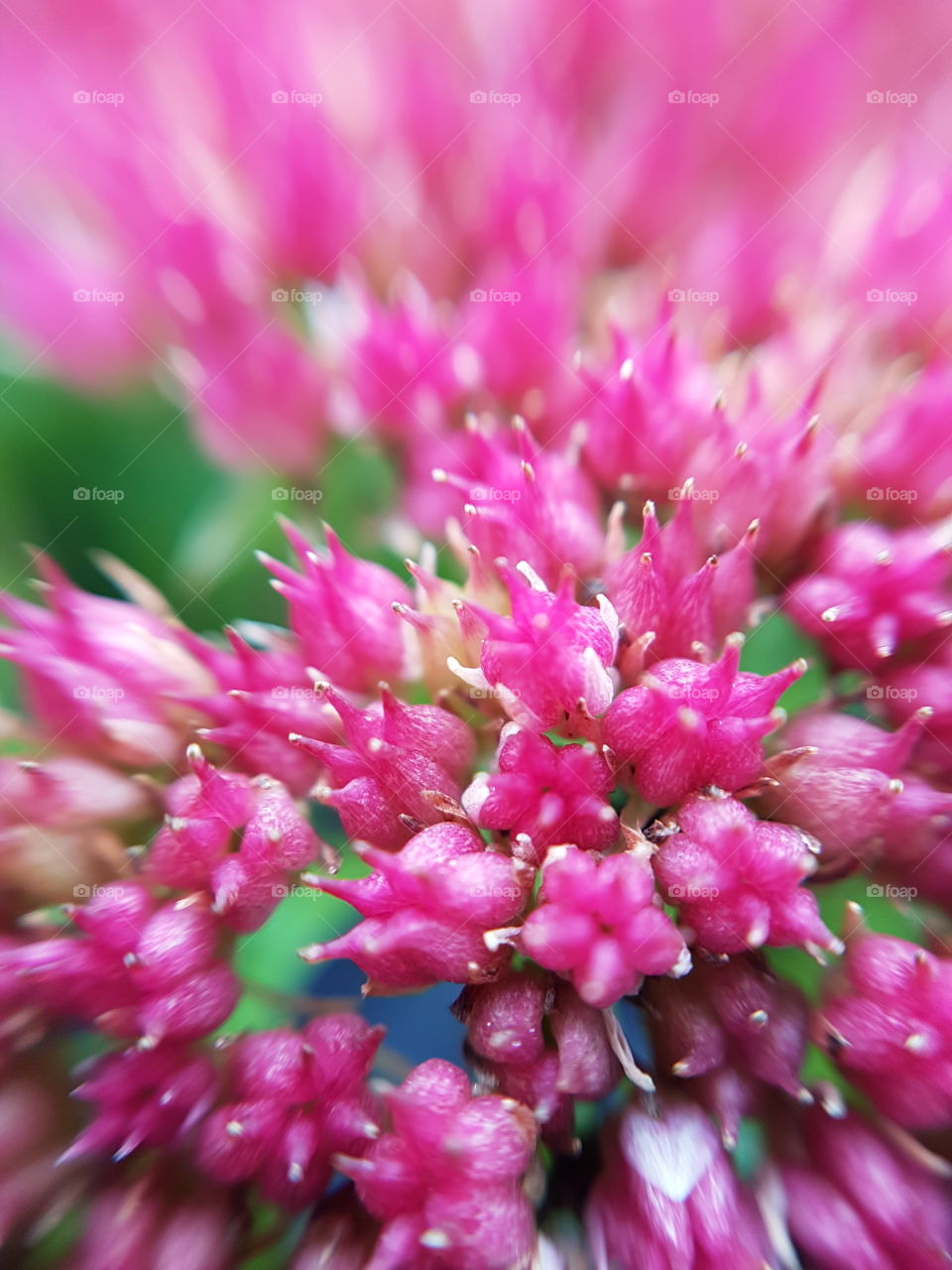 pink flower close up