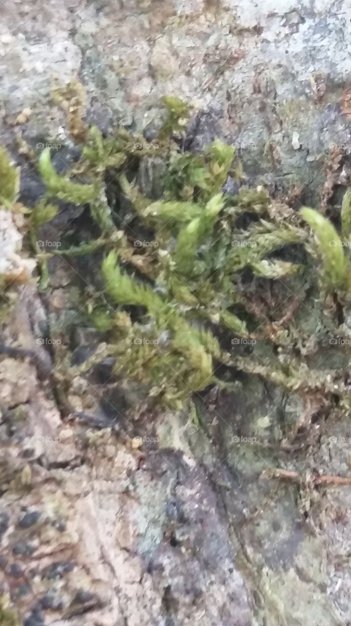 moss on tree