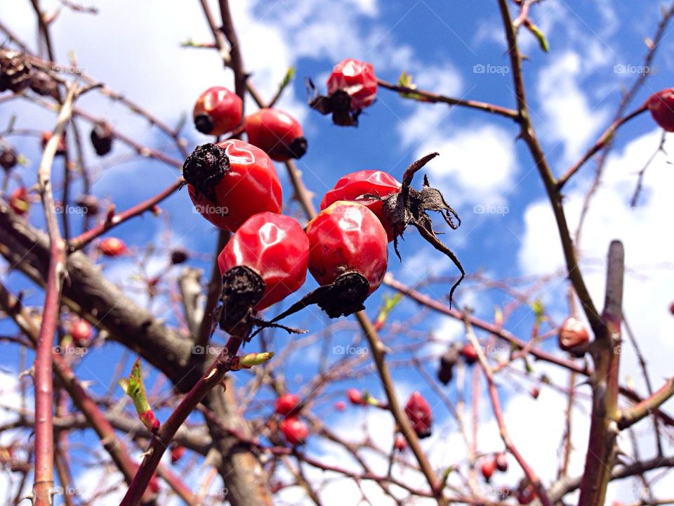Rose Hips in the Sun