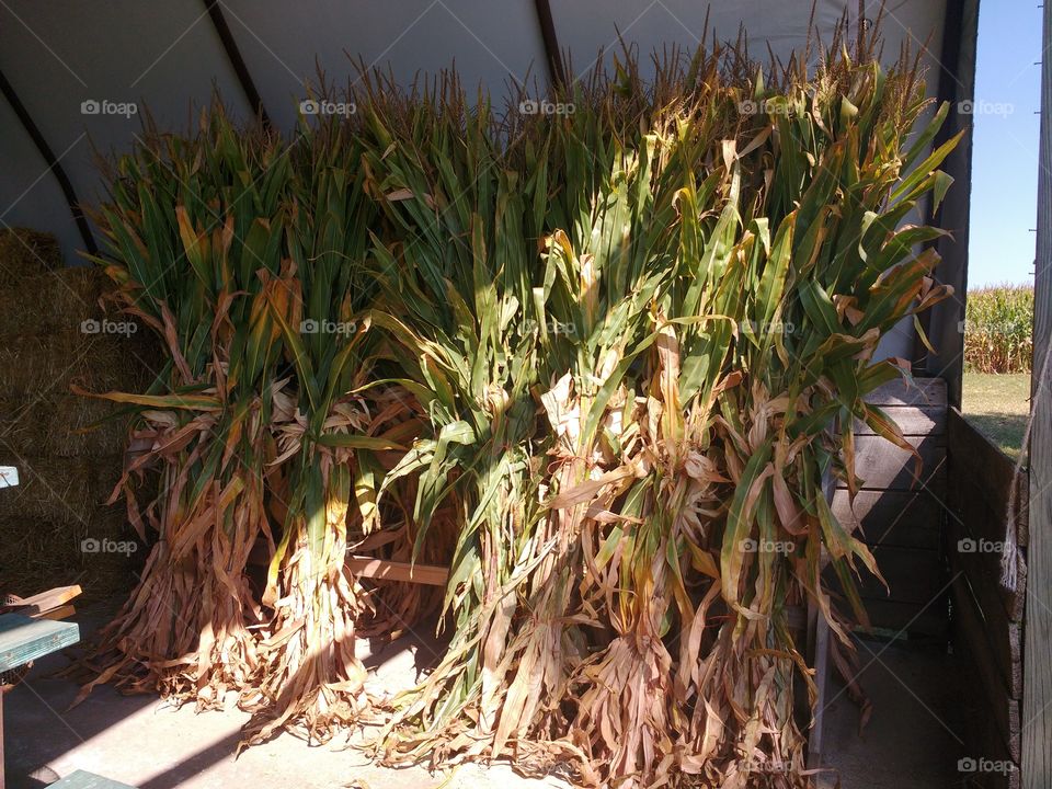 corn stalks bunched for displays