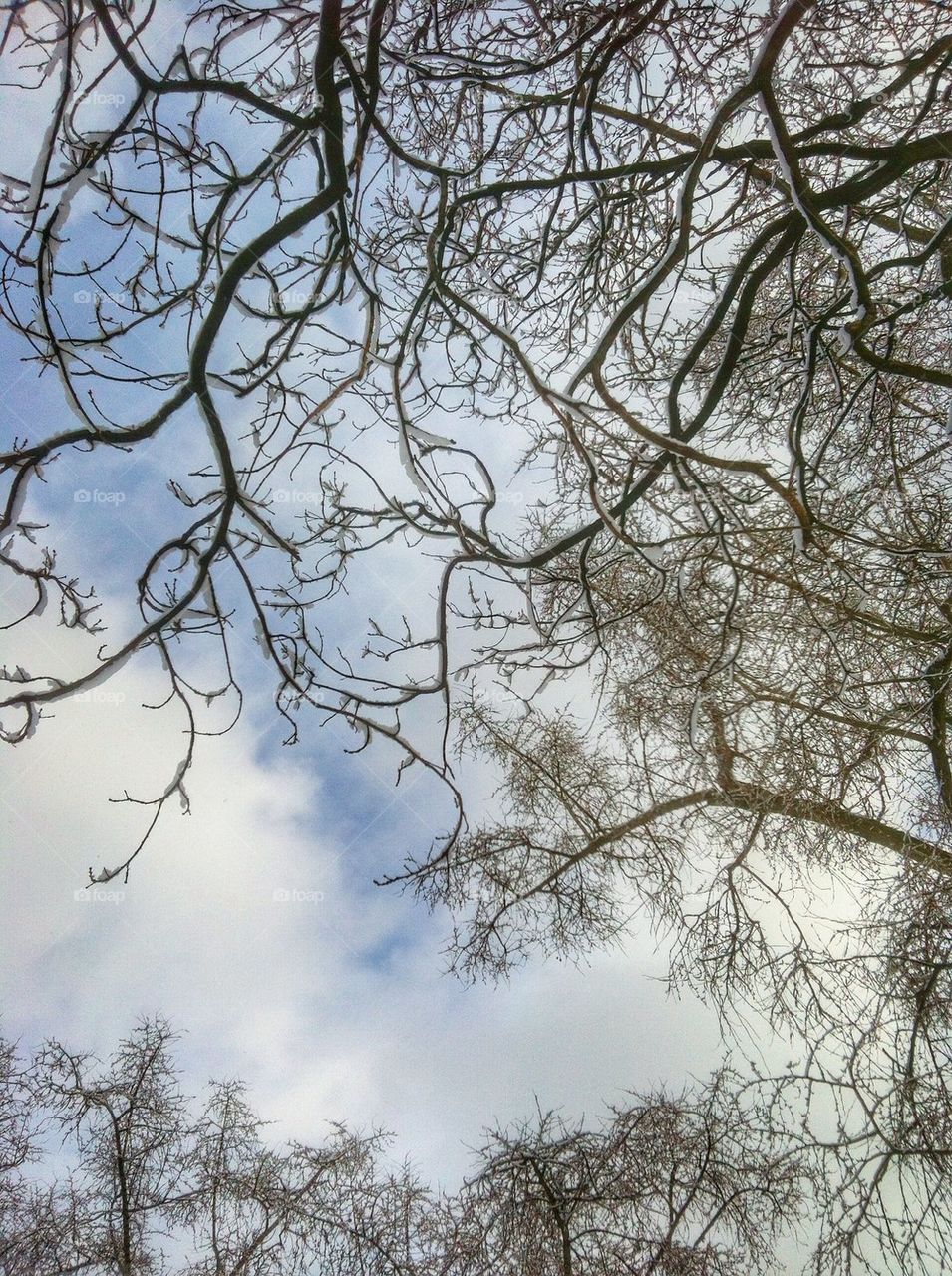 Snow-capped tree branches on sky background