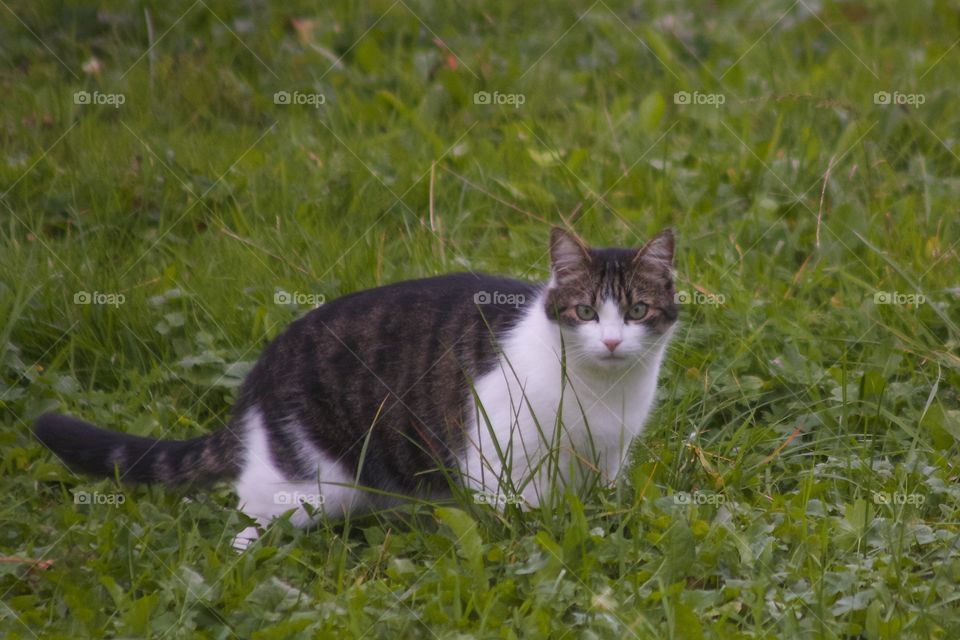 Cat on grassy land