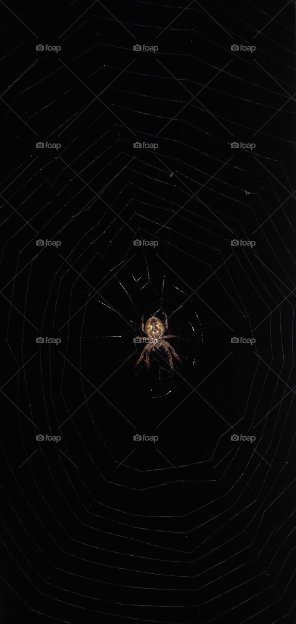 Caught in your web