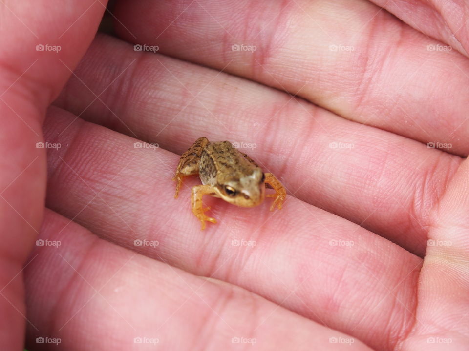 small frog