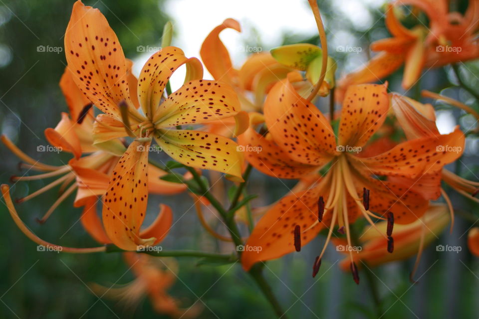 Orange Flowers