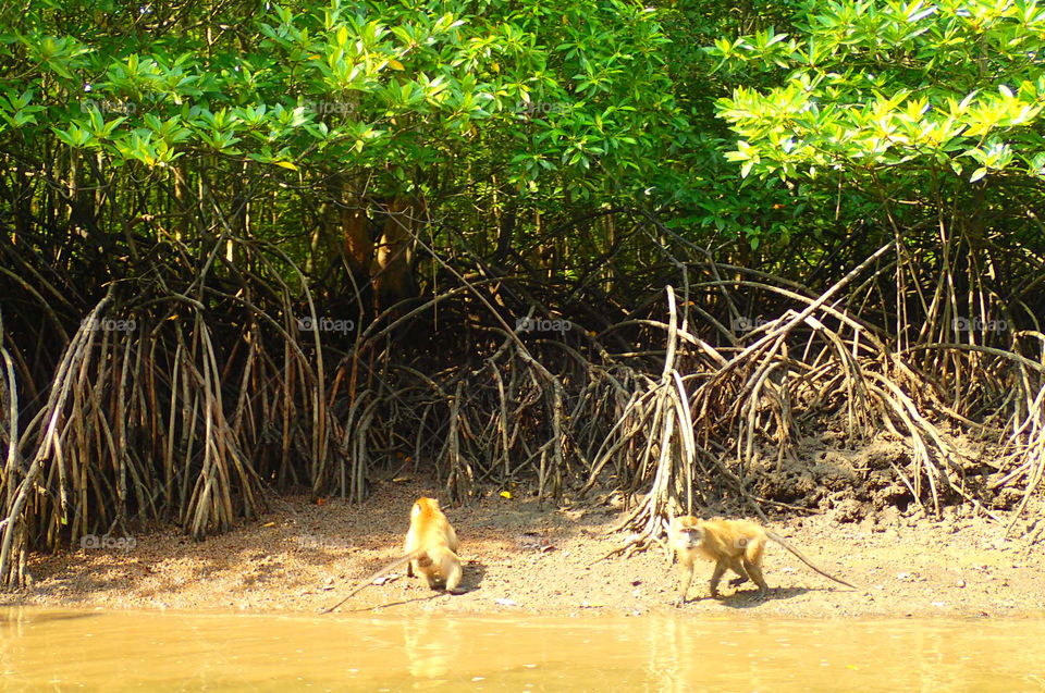 mangroove monkey