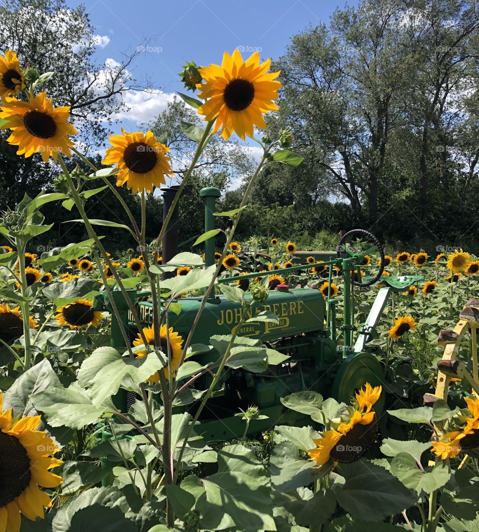 John Deer in sunflowers 