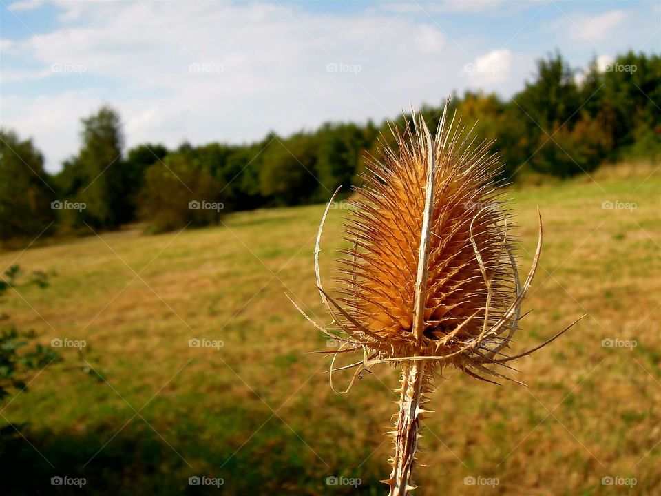 Herbst Feld