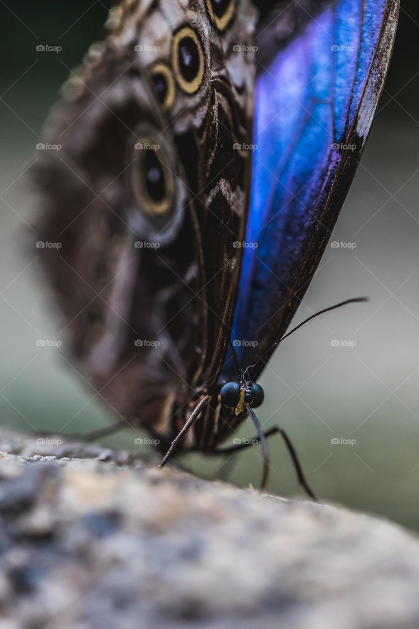 blue and purple butterfly on tree