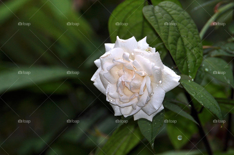 White roses