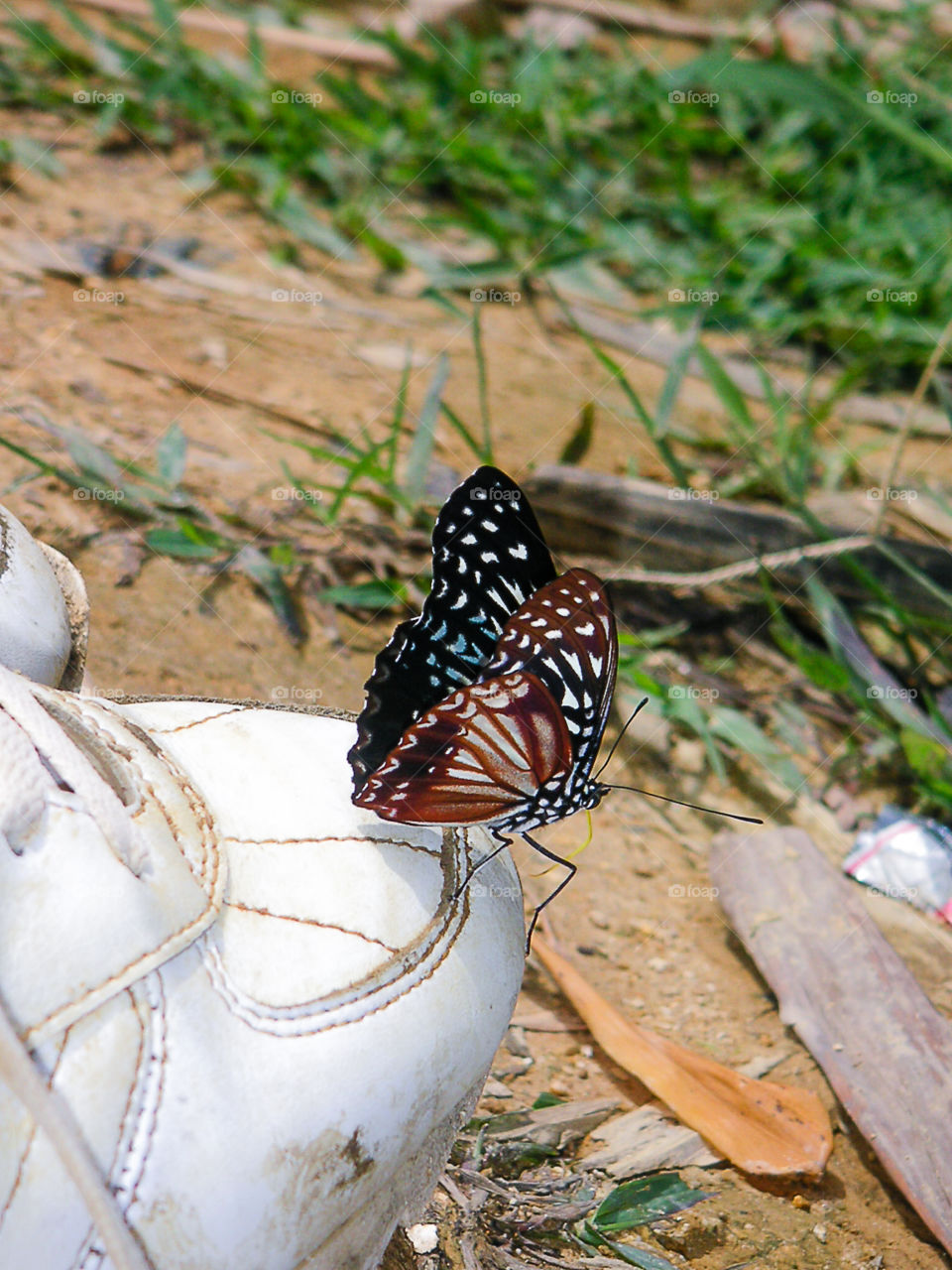 A butterfly on a shoe
