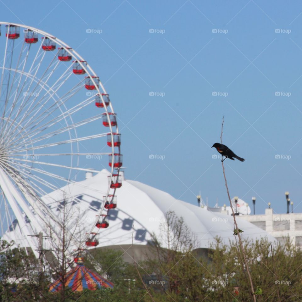 Red winged blackbird and Ferris wheel Chicago