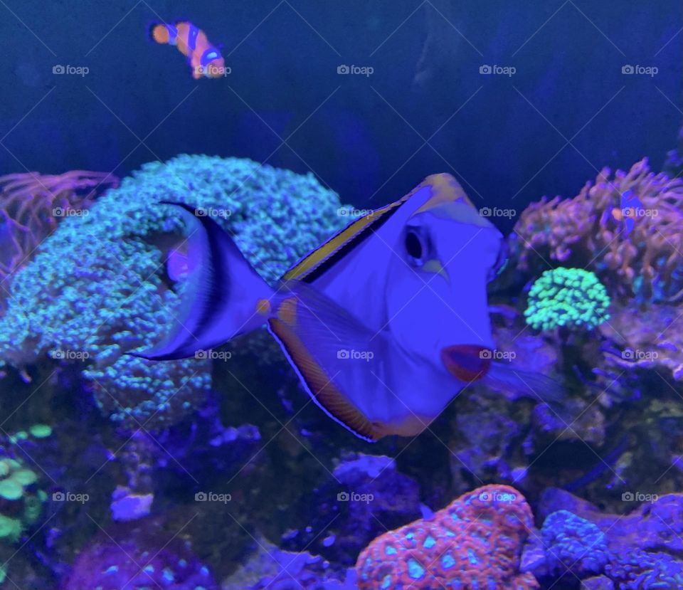 🇺🇸 To the delight of the kids, my daughter and I found… Dory! And the fish even put on lipstick! 🇧🇷 Para a alegria da criançada, eu minha filha achamos a… Dory! E a peixinha passou até batom!