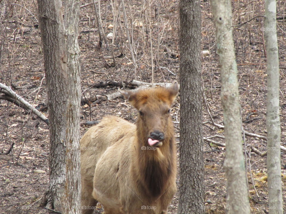 Elk Sticking out Tongue 