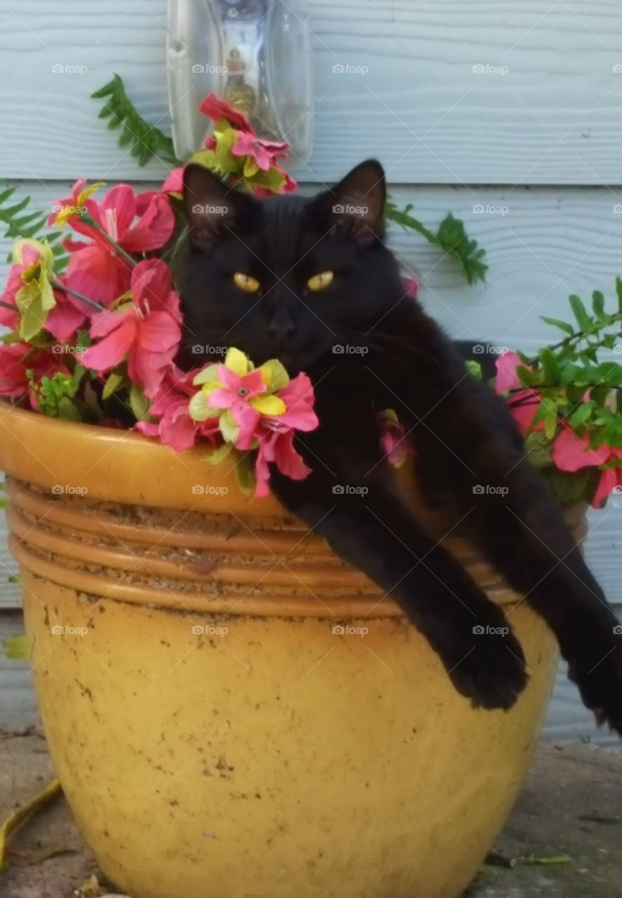 "Bob" resting in the flower pot