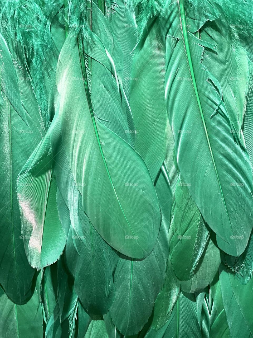 Green feathers close up, feathers background, green color background 