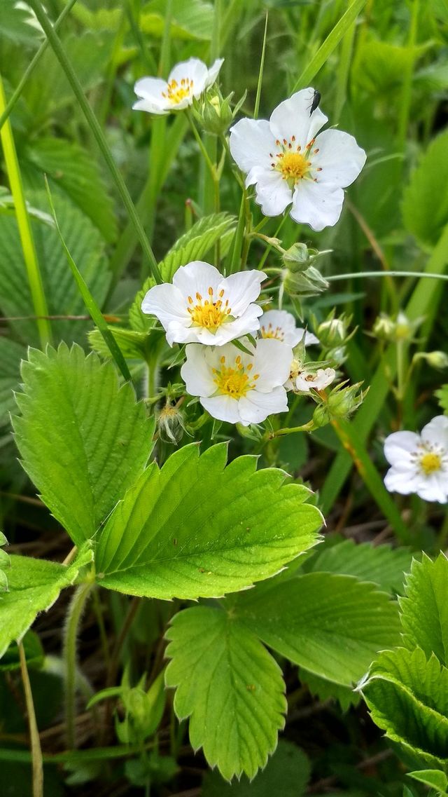 Strawberries