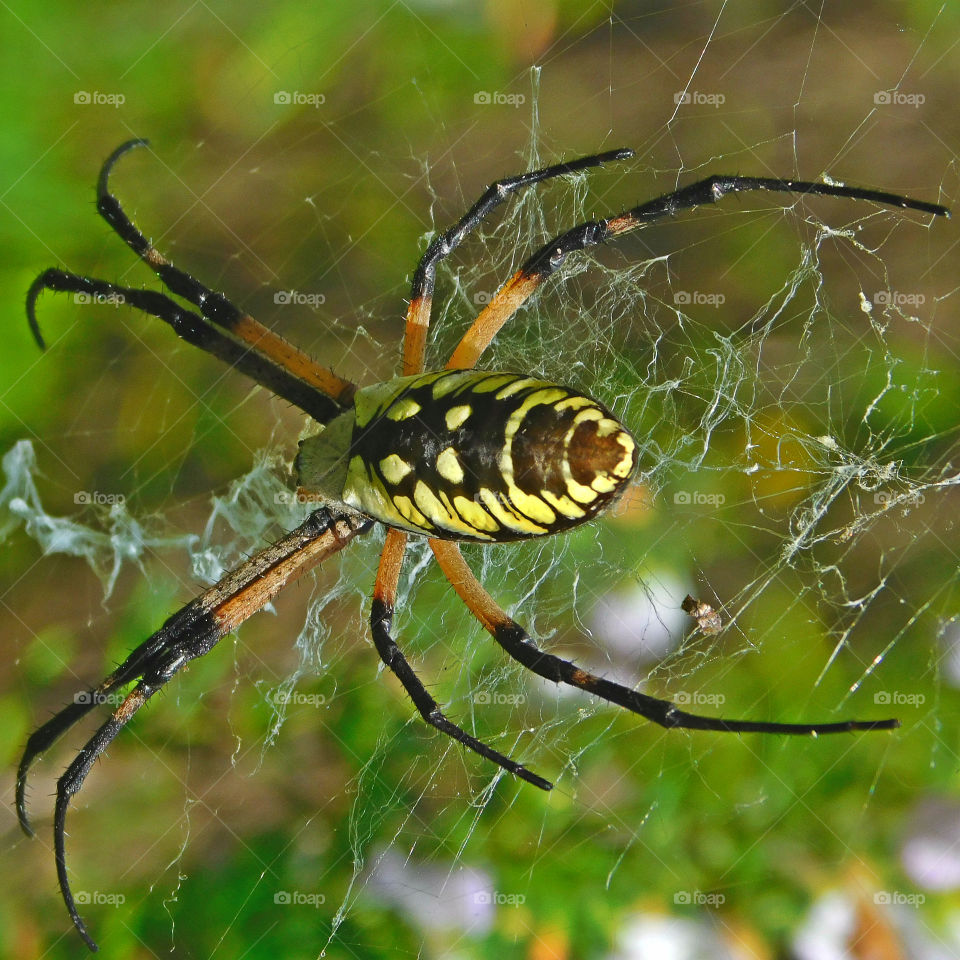 Wasp spider in the spiderweb