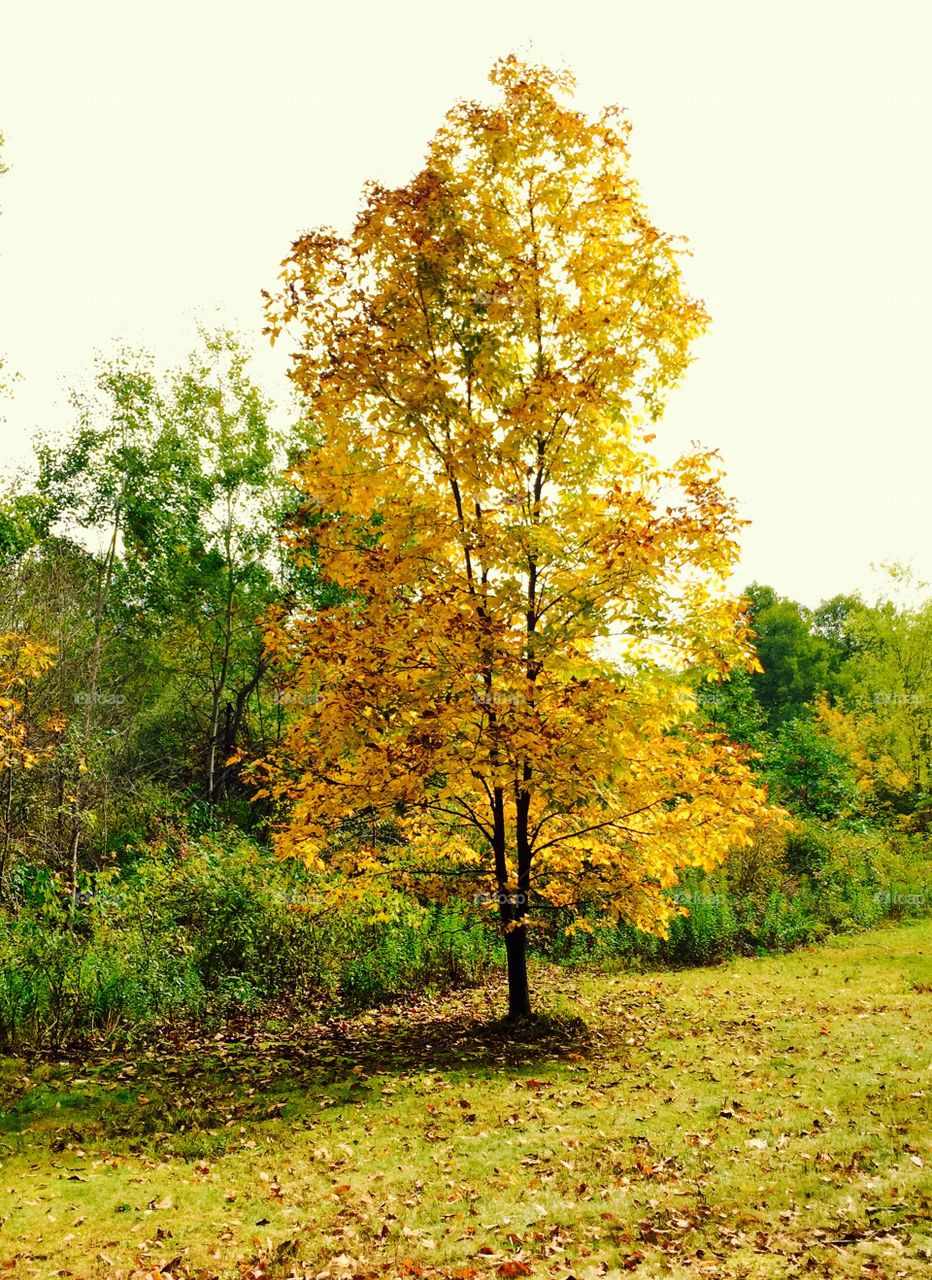 Yellow fall tree