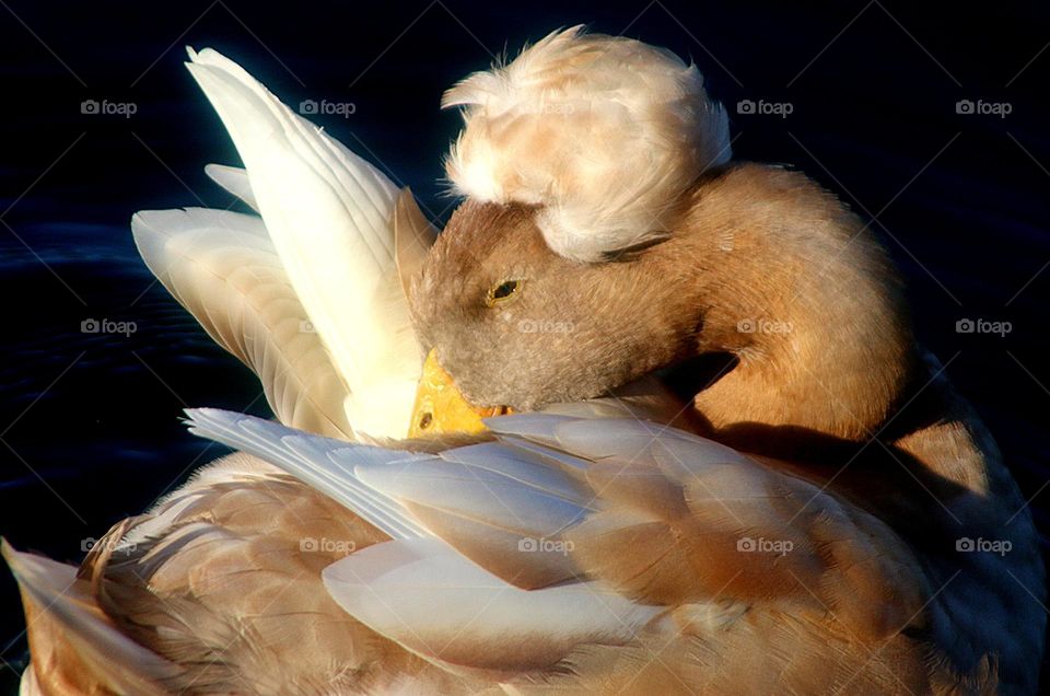 Crested Duck Grooming Feathers