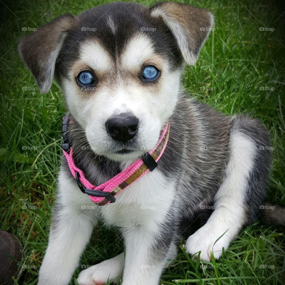 Sky blue eyes, puppy love