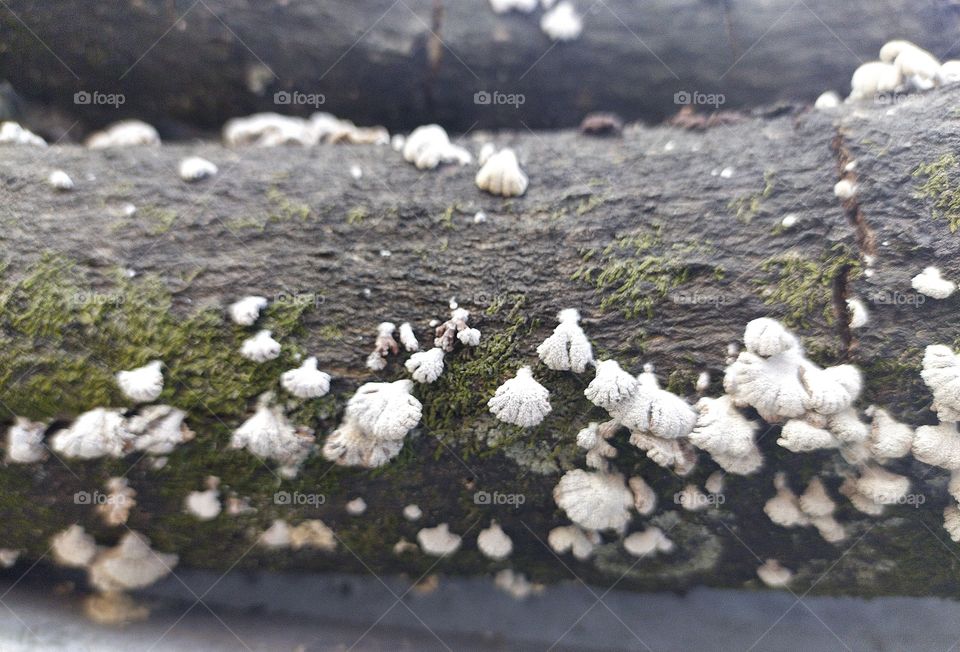 Fungus on a lifeless branch, the ultimate fate