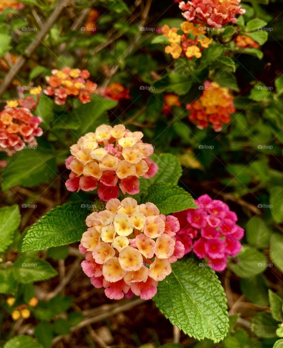 🌹 🇺🇸 Very beautiful flowers to brighten our day.  Live nature and its beauty. Did you like the delicate petals? / 🇧🇷 Flores muito bonitas para alegrar nosso dia. Viva a natureza e sua beleza. Gostaram das pétalas delicadas? 