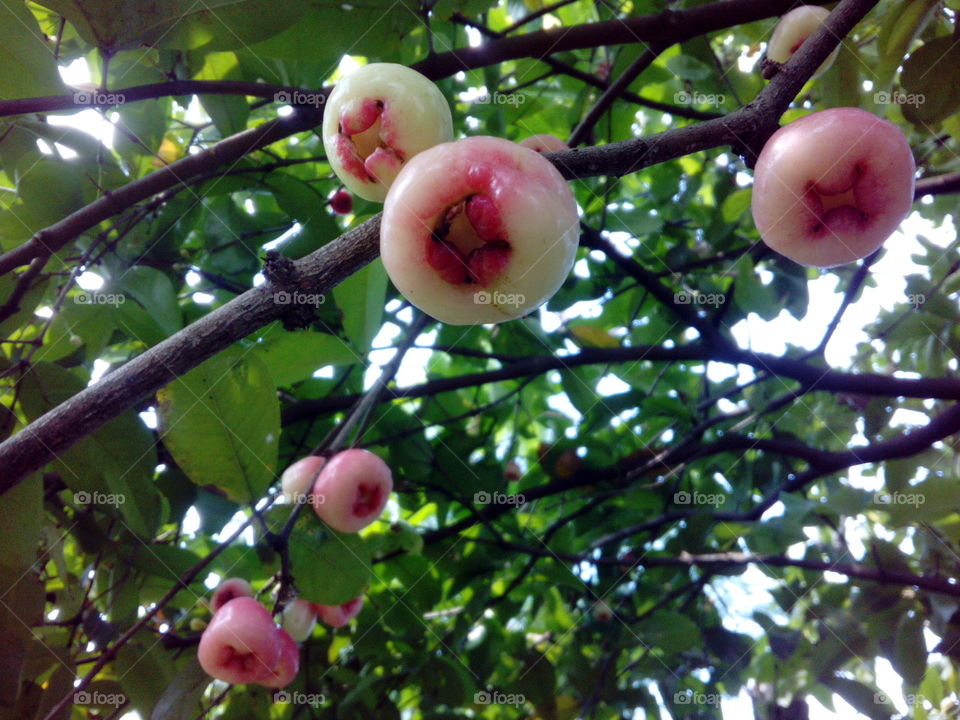 Jambu or Guava