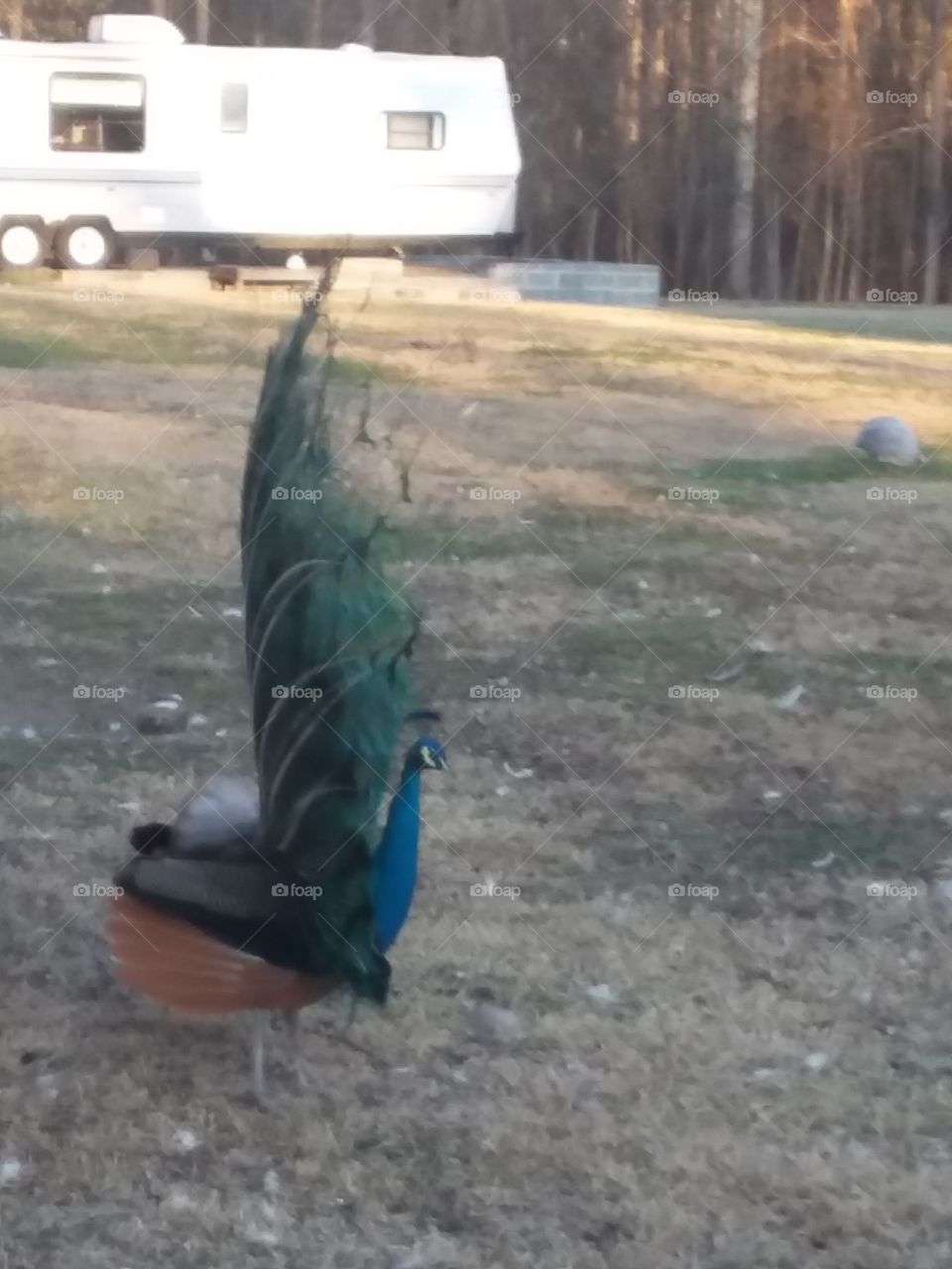 peek a boo peacock
