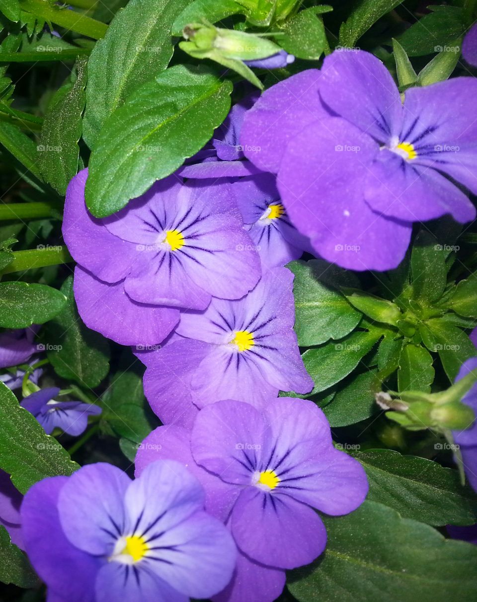 pansies
