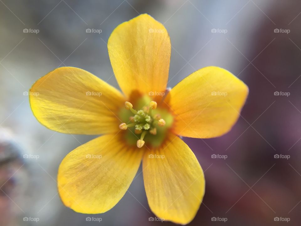 Yellow clover 15x olloclip