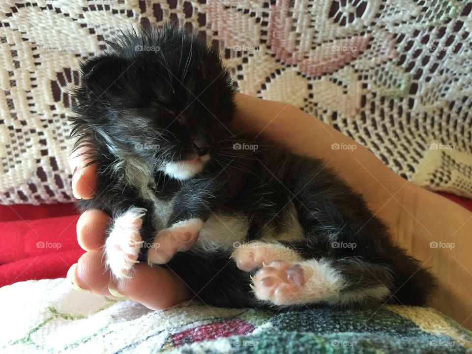 One, Reclining, Sleep, Mammal, Blanket