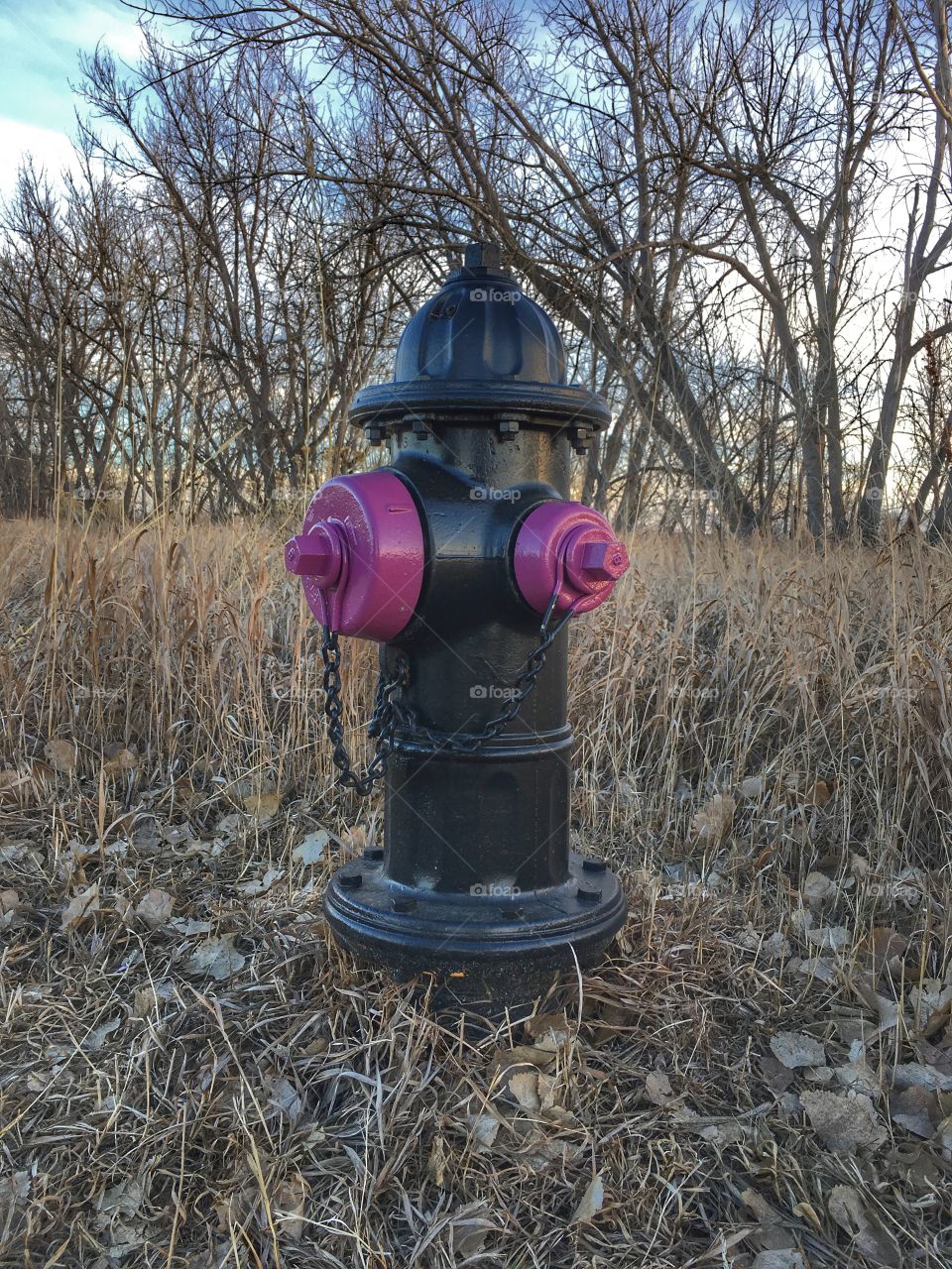 Fire Hydrant Purple Valves