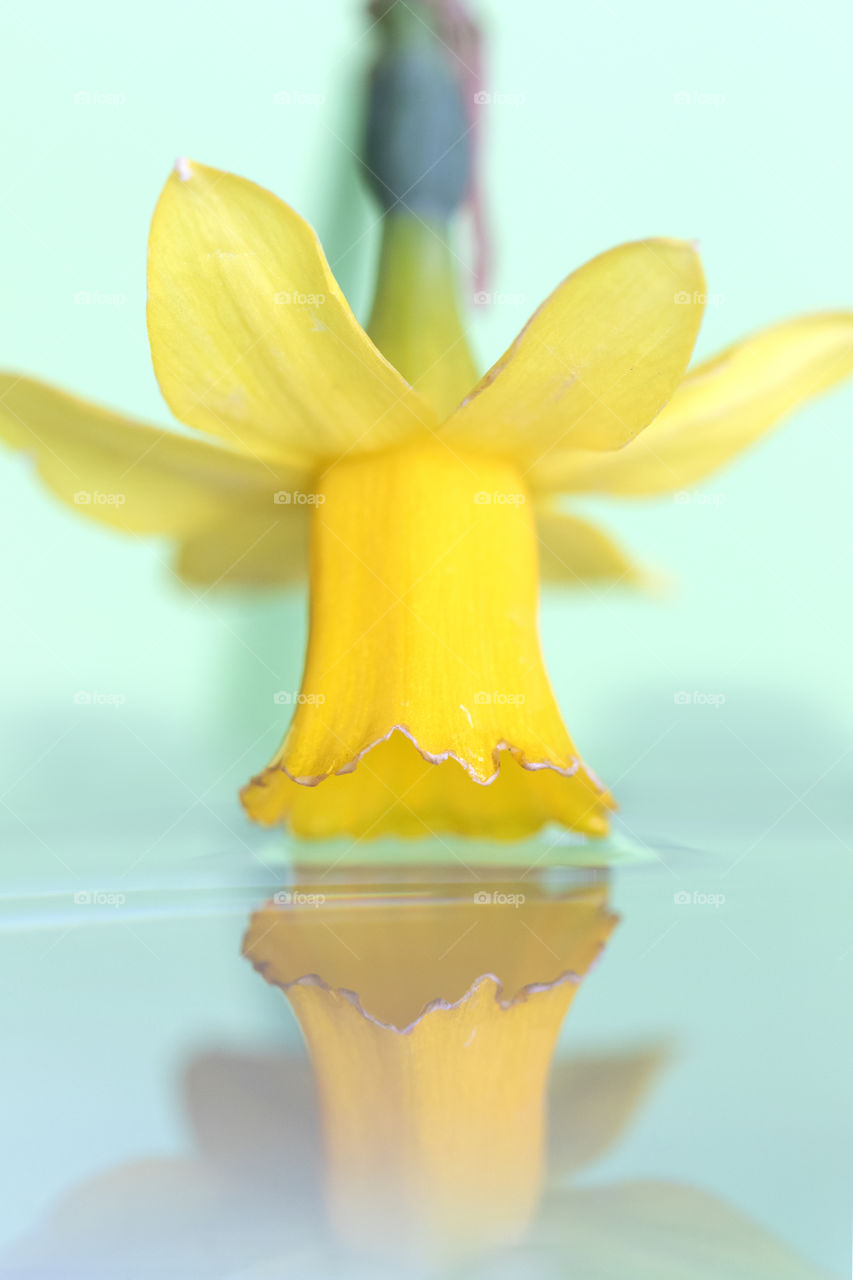 A artsy stylish portrait of a yellow daffodil flower touching the still surface of water, which almost reflects the flower like a perfect mirror